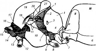 Рис. 9 Строение грудного отдела рабочей пчелы (первый и третий грудные сегменты заштрихованы):