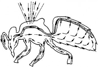 Рис. 21 Схема циркуляции гемолимфы в теле пчелы