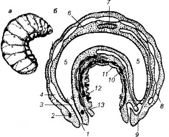 Рис. 31 Общий вид (а) и внутреннее строение (б) личинки: