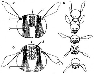 Рис.14 Схемы движения крыла пчелы: