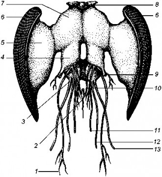 Рис. 32 Головной мозг пчелы с главными нервами (вид спереди):