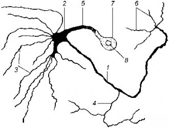Рис. 34 Типичный нейрон насекомого (по Тищенко): 