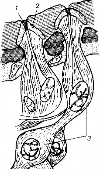 Рис. 39 Колоколовидный орган (продольный разрез):