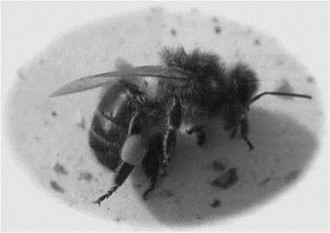 Рис. 102 Сверхострая степень отравления пчел 