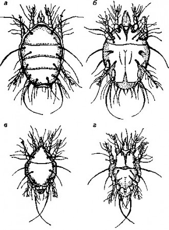 Рис. 112 Клещи Acarapis woodi: а,б - самки ; в, г- самцы (со спинной и брюшной сторон).