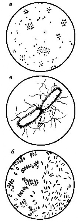 Рис. 105 Возбудитель европейского гнильца (а) и сопутствующий патоген (б,в): а — споры Melissococcus plutonius; б — споры Paenibacillus alvei; в — вегетативная форма (увел. в 20 000 раз).