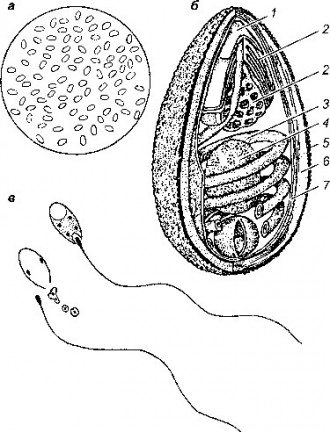 Рис. 110 Споры возбудителя нозематоза Nosema apis: а - общий вид; б - схема ультратонкого строения споры: 1 - полярный диск; 2 - поляропласт; 3 - полярная трубка; 4 - ядро; 5 - экзоспора; 6 - эндоспора; 7 - мембрана.