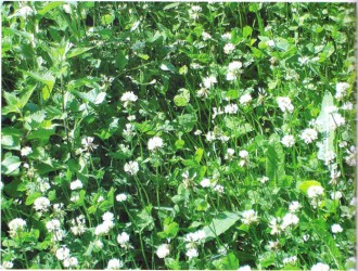 Trifolium6